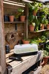 green basics seed tray 22cm verde pietra